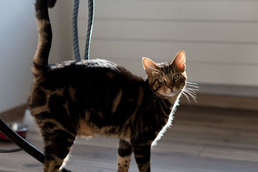 beautiful Bengal cat with a marble color in the rays of the sun in the room pets luxury conditions. High quality photo