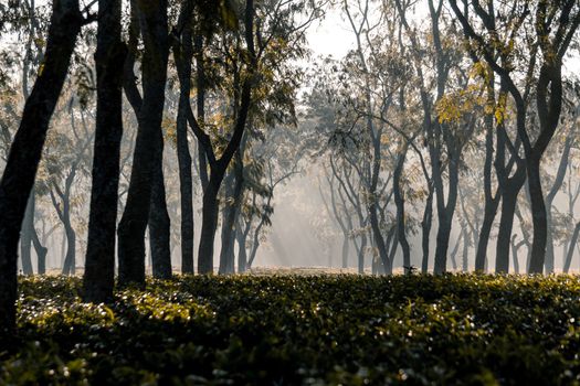 Foggy winter morning at tea garden, selective focus