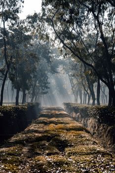 Foggy winter morning at tea garden, selective focus