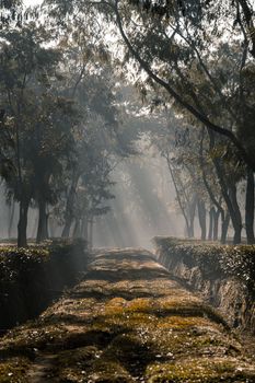 Foggy winter morning at tea garden, selective focus