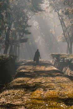 A person walking along a tree garden road, Selective Focus