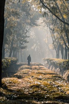 A person walking along a tree garden road, Selective Focus