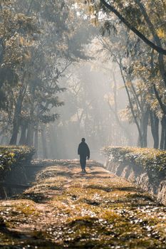 A person walking along a tree garden road, Selective Focus