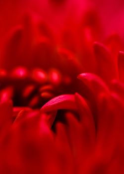 Abstract floral background, red purple chrysanthemum flower petals. Macro flowers backdrop for holiday design. Soft focus