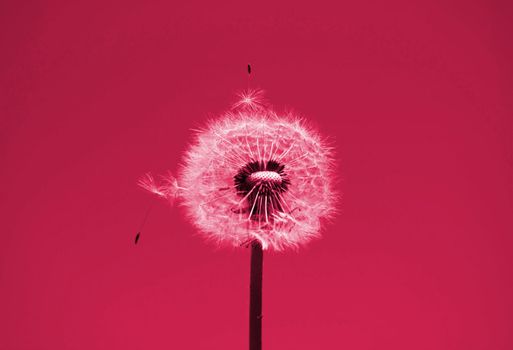 A lonely dandelion against the sky in viva magenta color.