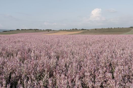 Field of Clary sage - Salvia Sclarea in bloom, cultivated to extract the essential oil and honey. Field with blossom sage plants during golden sunset, relaxing nature view.