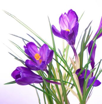 crocuses spring flowers isolated on white background