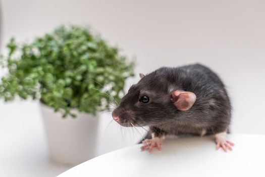 Domestic black rat Dumbo sits on a white background next to a green flower in a pot. The concept of pets.