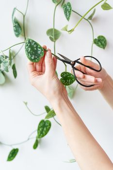 Golden pothos or Epipremnum aureum on the wall in the bedroom. Pruning a flowerpot with steel scissors, caring for flowerpots at home