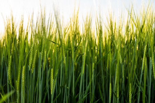 Green barley field in a sunny day. Green field meadow with growing young barley sprouts against blue sky