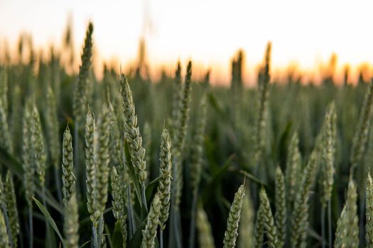 Young green wheat growing in agricultural field in spring. Unripe cereals. Close up on sprouting wheat