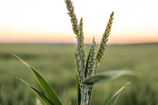 Young green wheat sprouts with a wheat field on background. Unripe cereals. Close up on sprouting wheat