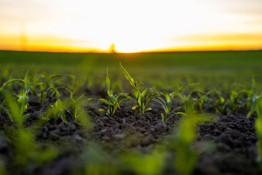 Maize seedling on the agricultural field. Agriculture, healthy eating, organic food, growing, cornfield, corn field