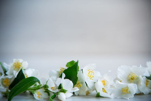 Wooden background with blooming beautiful white jasmine and empty space