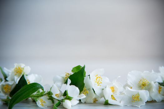 Wooden background with blooming beautiful white jasmine and empty space