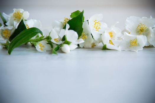 Wooden background with blooming beautiful white jasmine and empty space