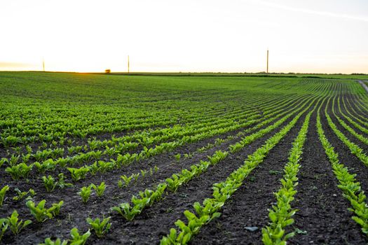 Beet root sprouts seedling on the agricultural field. Agriculture, healthy eating, organic food, growing, cornfield, corn field