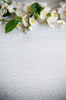 Wooden background with blooming beautiful white jasmine and empty space