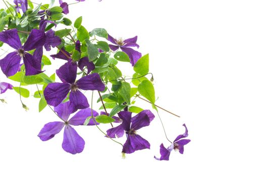 beautiful blooming clematis isolated on a white background