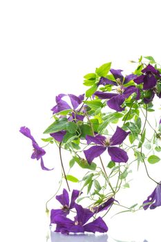 beautiful blooming clematis isolated on a white background