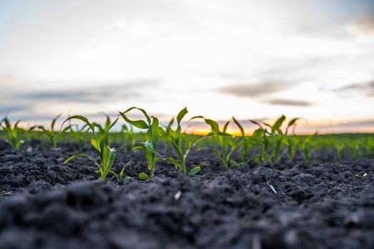 Young corn sprouts growing in a fertile soil. Maize seedling on the agricultural field with blue sky. Agriculture, healthy eating, organic food, growing, cornfield