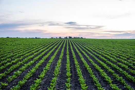 Straight Rows of beetroot sprouts beginning to grow on a farmers field. Agriculture, healthy eating, organic food, growing, cornfield