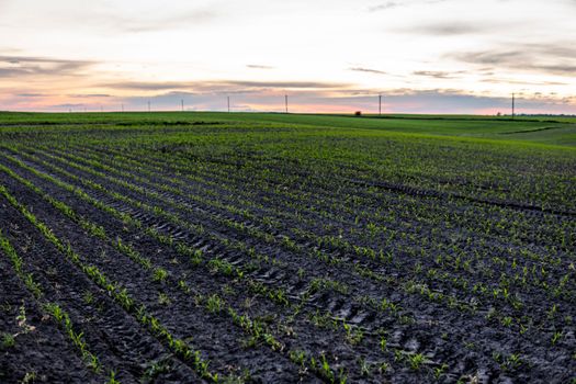 Rows of corn sprouts beginning to grow. Agriculture, healthy eating, organic food, growing, cornfield. Sunset evening agricultural field
