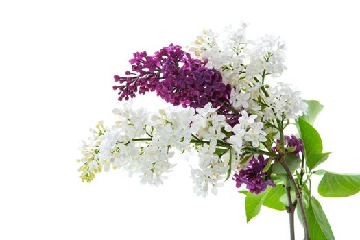 Bouquet of beautiful spring lilacs of different colors isolated on white background