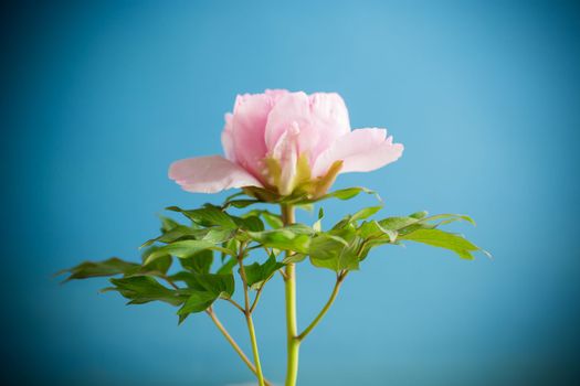 Beautiful big pink peony close-up, isolated on a blue background.