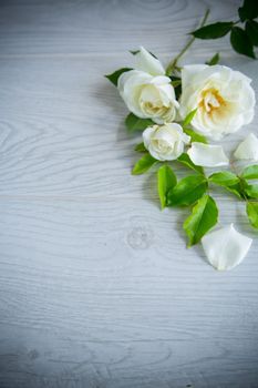 small bouquet of beautiful white summer roses, on a wooden table