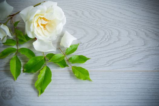 small bouquet of beautiful white summer roses, on a wooden table