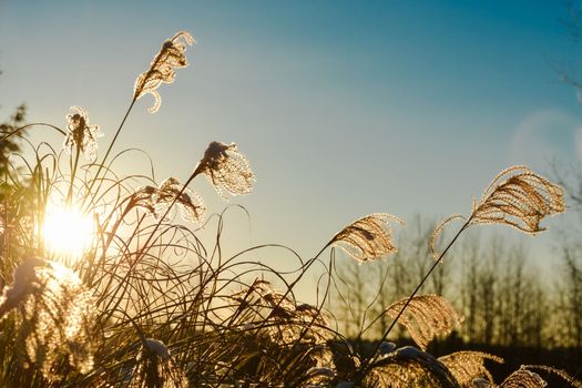 Winter time sunset shine through dried grass.