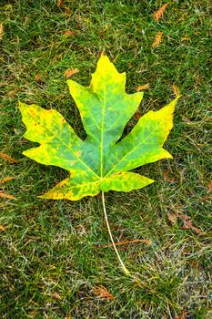 Green and yellow maple leaf on green grass background.