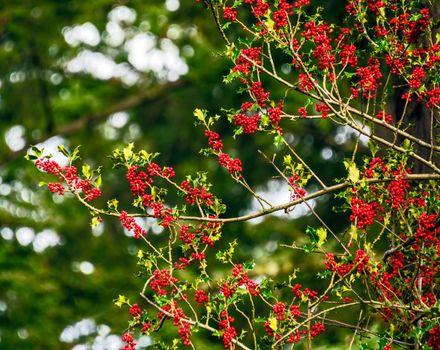 Red berries under the snow on Christmas time in Canada.