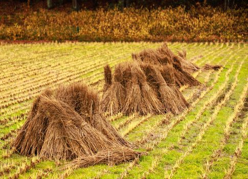 Bundles of Freshly Harvested Rice in Piles on Cut Rows in Small Field. High quality photo