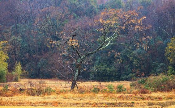 Tree in yellow field in misty autumn landscape. High quality photo