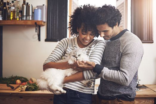 Doting on their furry friend. a couple with their cat at home