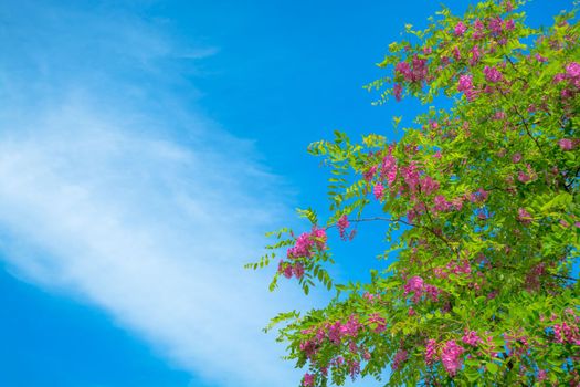 Blossoming tree branches on blue sky background.