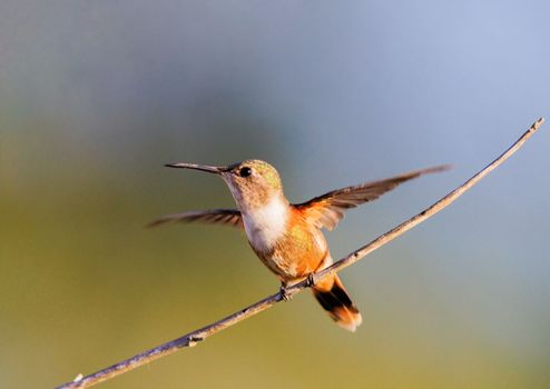 Bahama Woodstart perched on a skinny branch in the Bahamas