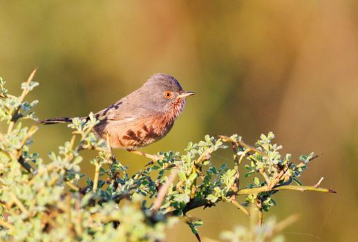 Dartford warbler perched on a shrub during sunset in northern Morocco