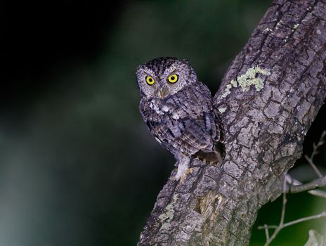 Whiskered screech owl perched on a tree at night in Arizona