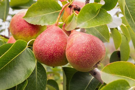 Ripe red pears on an pear tree branch on a clear summer day in the garden.