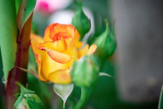 Beautiful Rose and Rosebuds in Rose Garden, Close Up, Selective Focus