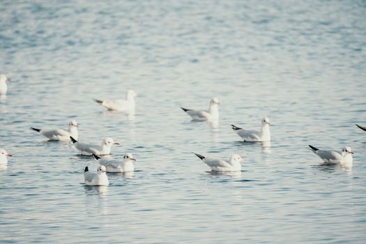 Seagulls flying in sunset sky. A flock of the seagull birds flies under a dark sky after sunset, over the sea along the rocky coast. Freedom concept