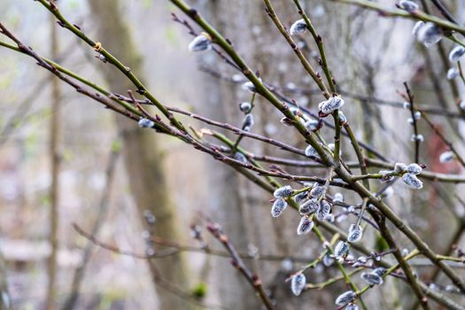 Young twigs of flowering willow in the forest. Selective focus.