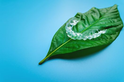 Invisible plastic braces one pieces lie on a green succulent leaf from a flower on a blue background, studio shot.