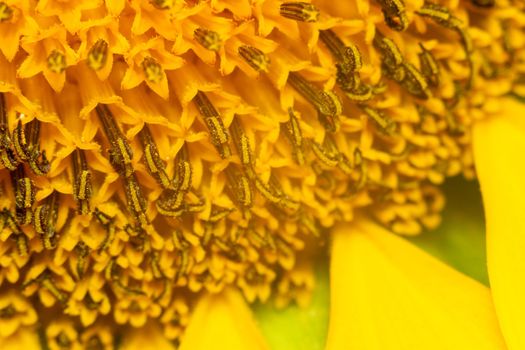 Pollen on a sunflower plant, macro photography of the texture of abstract nature and organic background. The sunflower is in bloom.