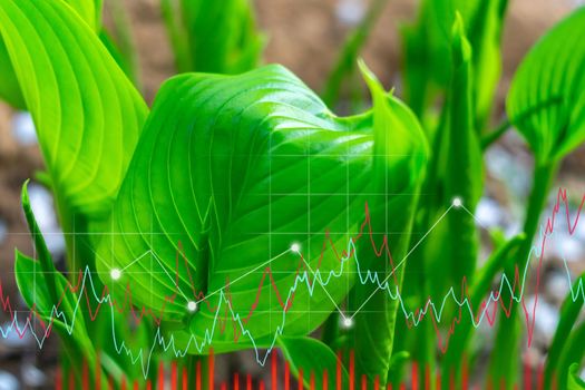 Growth graph plant hosta. Financial and business, Management money. Growing plants, green background