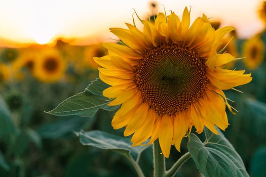 Sunflower field at sunset in the evening. A large sunflower on the background of a blooming field