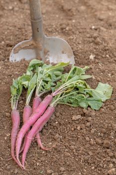 bunch of radishes with a shovel in the background in an organic vegetable garden